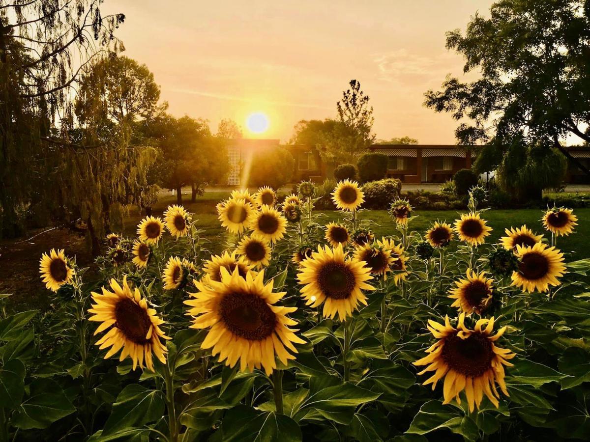 Quirindi Sunflower Motor Inn Dış mekan fotoğraf